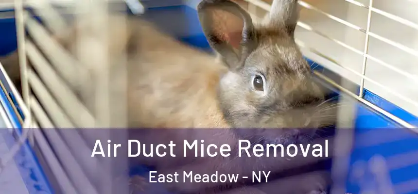 Air Duct Mice Removal East Meadow - NY